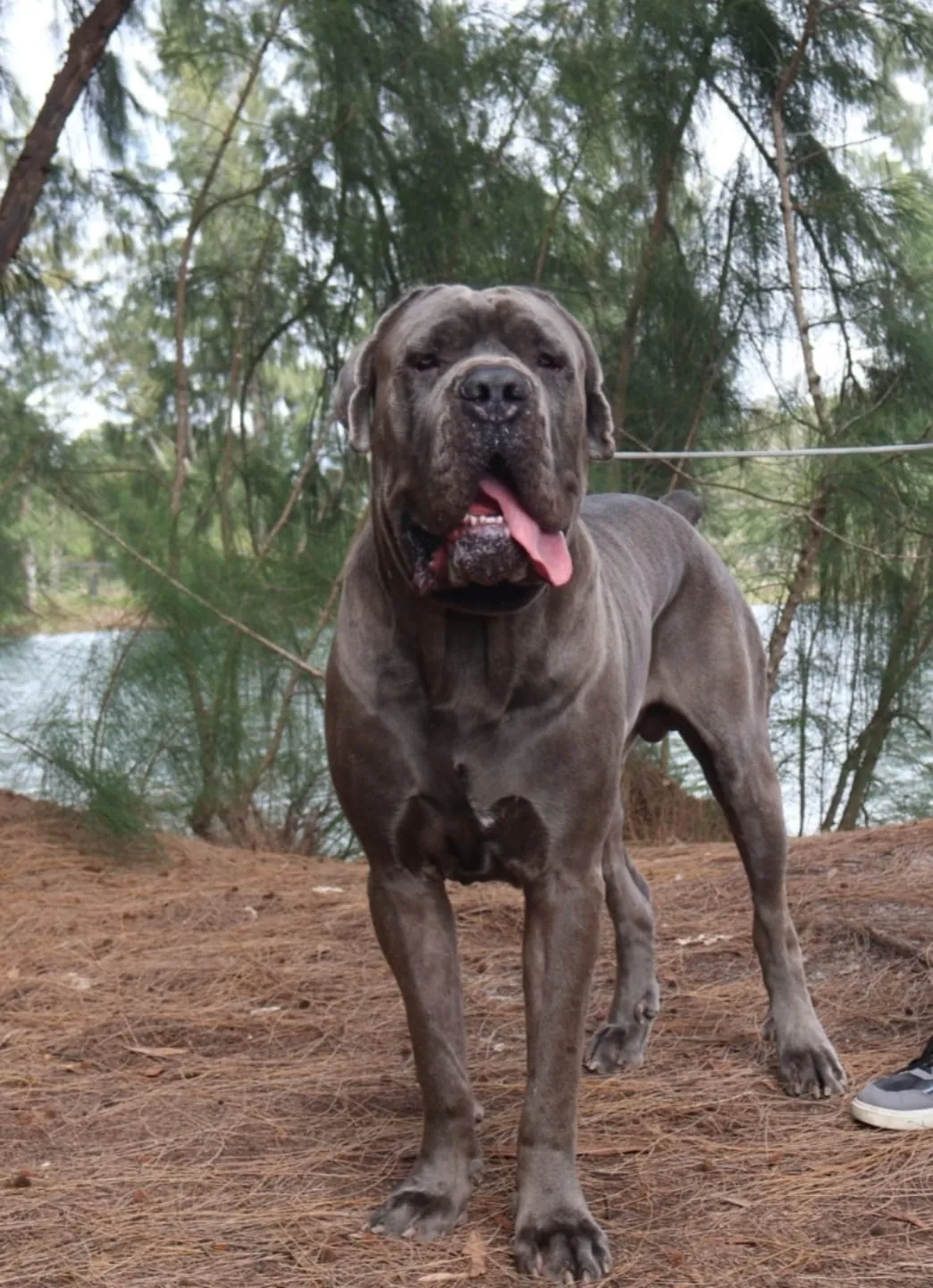 Hércules — male Cane Corso at Pride Kennel