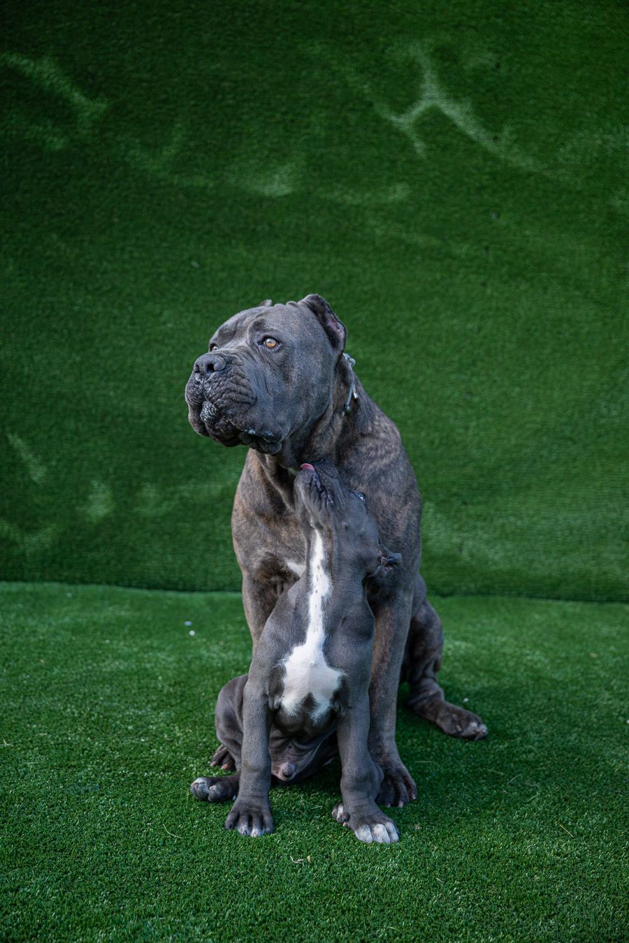 Cane Corso running