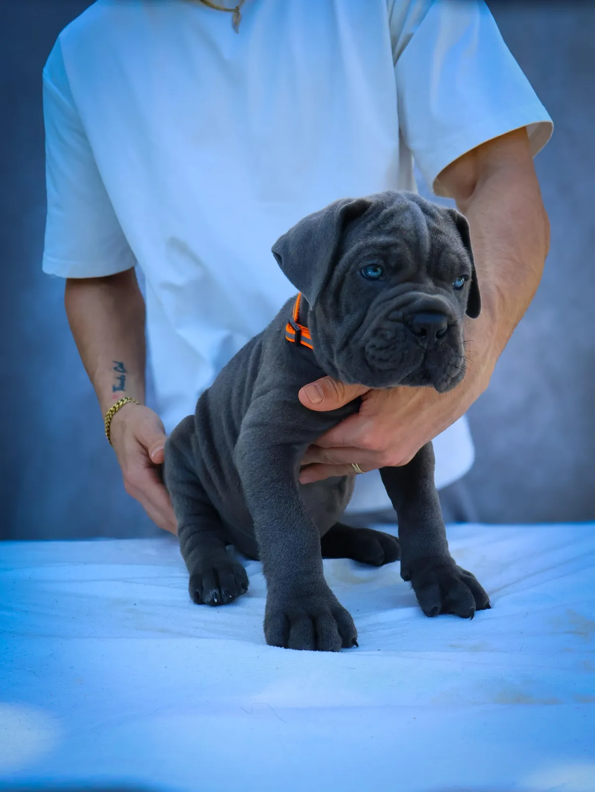 Cane Corso puppy from a past Pride Kennel litter, photo 14