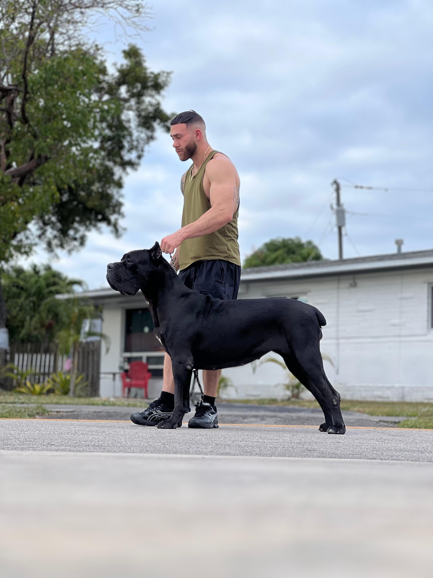 Gertrudis Custodi Nos — female Cane Corso at Pride Kennel